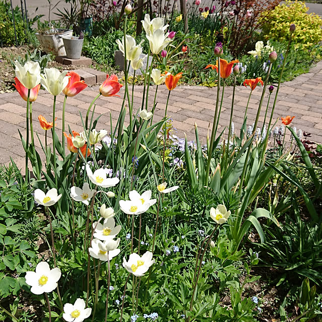 写真付きレビュー アネモネ シルベストリスの通販商品 口コミ情報 Roomclipショッピング