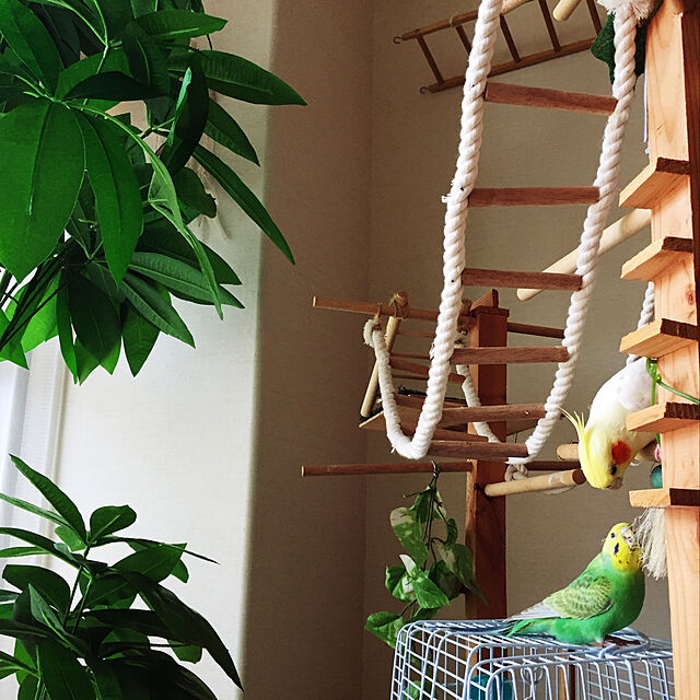 toratanのスドー-インコのおもちゃ 小鳥のまごの手ブラシ Ｓ（Ｐ−１９５０）の家具・インテリア写真