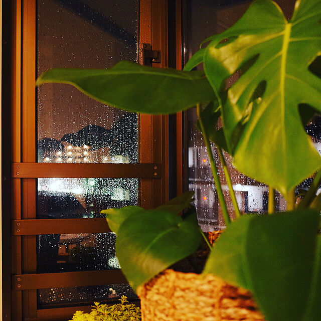 Moriyaの花のギフト社-花のギフト社 モンステラ 鉢植え もんすてら 観葉 植物 6号 観葉植物 室内用 本物 おしゃれの家具・インテリア写真