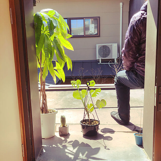 nekoyoshiの-観葉植物 本物 選べる観葉植物 8号鉢 (パキラ, ブラック) 【セラアート鉢】の家具・インテリア写真