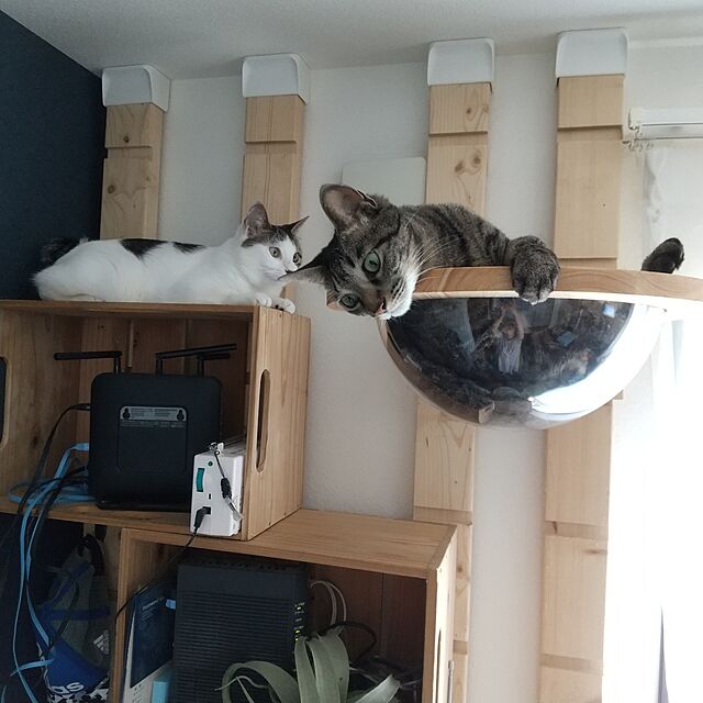 MikaのACOBYS-環境にやさしい無垢材の猫クライミングフレームスペースカプセル猫の壁別荘おもちゃの猫の家具の家具・インテリア写真