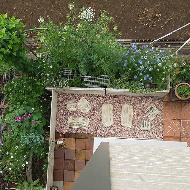 mmpoohの-ラベンダー： カスティリャーノホワイト5号鉢植え（カラテリアーナ）の家具・インテリア写真
