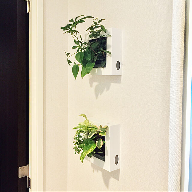 kamonohashi_zの無印良品-壁にかけられる観葉植物 １６×１６ｃｍの家具・インテリア写真