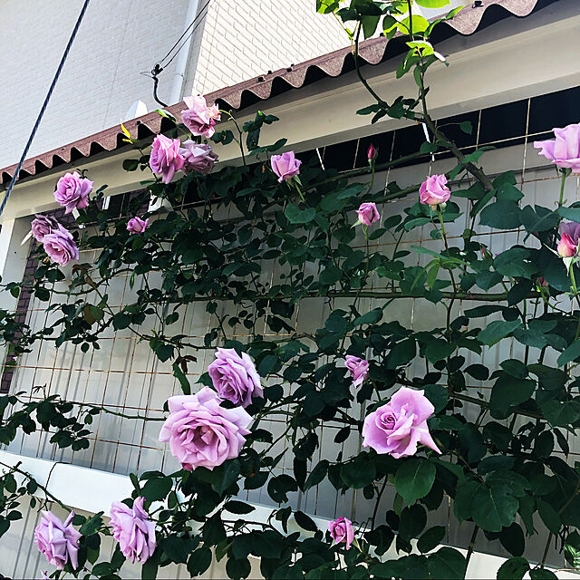 miyu.の第一ビニール-DAIM バラ用やわらかバンド φ4.8mm 長さ5m バラ 誘引 ばら 薔薇 クレマチス 庭 ガーデニング ガーデン つる性植物の家具・インテリア写真
