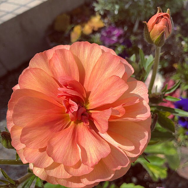hinamamaの-光沢のある花びらが特徴で、日光が当たるとより輝き非常に美しい ラナンキュラスラックス　エリス　12cmポット ※株の大きさは個体差がございます。蕾のものになる場合もございます。予めご了承下さい。の家具・インテリア写真