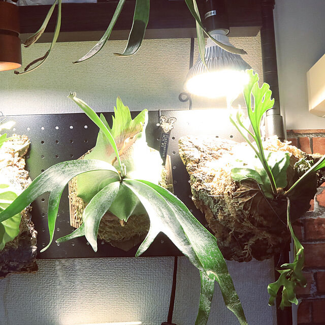 ChikakoのSINJIAlight-SINJIAlight 植物育成ライトLED 120ｗ相当 暖色系 太陽のような光 フルスペクトル 180個LEDチップ E26口金 水耕栽培用ライト 室内栽培 家庭菜園 (1)の家具・インテリア写真