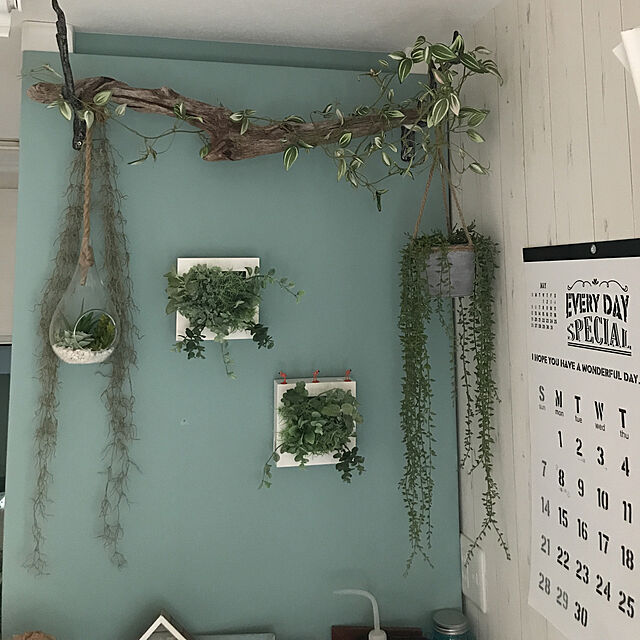 ASHの無印良品-壁にかけられる観葉植物 半透明の家具・インテリア写真