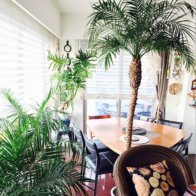 mikinkoの-観葉植物 大きめフェニックス ロベレニー ヤシの木 10号鉢 大型観葉植物 インテリア 引越し祝い 観葉植物 ヤシの木 室内 オフィス ギフト プレゼント 父の日の家具・インテリア写真
