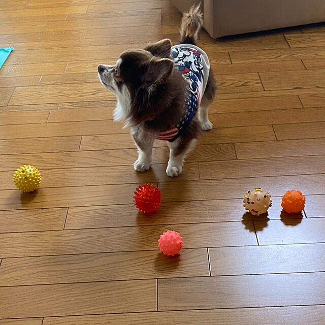 chIoeのKawapet-犬用 玩具ボール 音が出る 歯ぎしり 天然ゴム トレーニングボール インタラクティブおもちゃ 頑丈 柔らかい 弾力性 ３個セット size S (ブルーオレンジ 色グリーン)の家具・インテリア写真