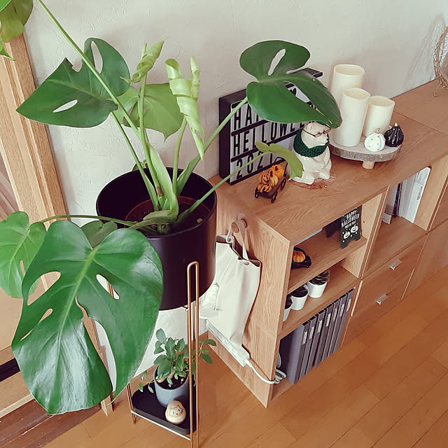 写真付きレビュー フラワースタンド 室内 プランタースタンド おしゃれ アイアン プランター スタンド 2段 玄関 観葉植物 台 収納 ゴールド 花台 スリム 5号 鉢 カバー フラワー ラック 花 植木鉢 置き 棚 鉢カバー 縦長 白 ホワイト 黒 ピンク グレー Fnt P の通販