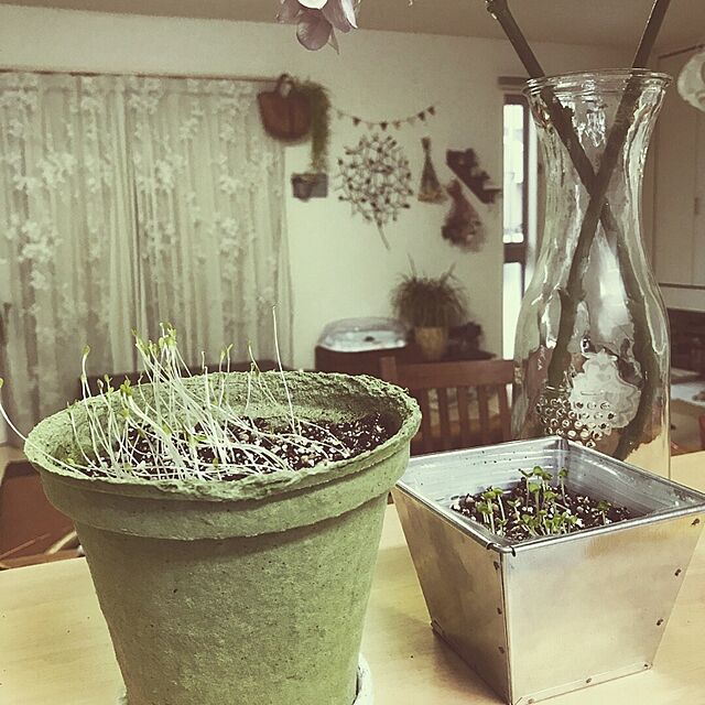 mocaの-[植物 栽培 栽培セット ガーデン 手軽 癒し グリーン　野菜]育てる野菜　エコット（M）　レタスの家具・インテリア写真