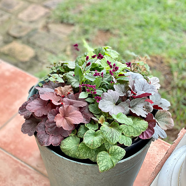 写真付きレビュー 草花の苗 ヒューケラ ドルチェ フローズンマスカット3 3 5号ポットの通販商品 口コミ情報 Roomclipショッピング