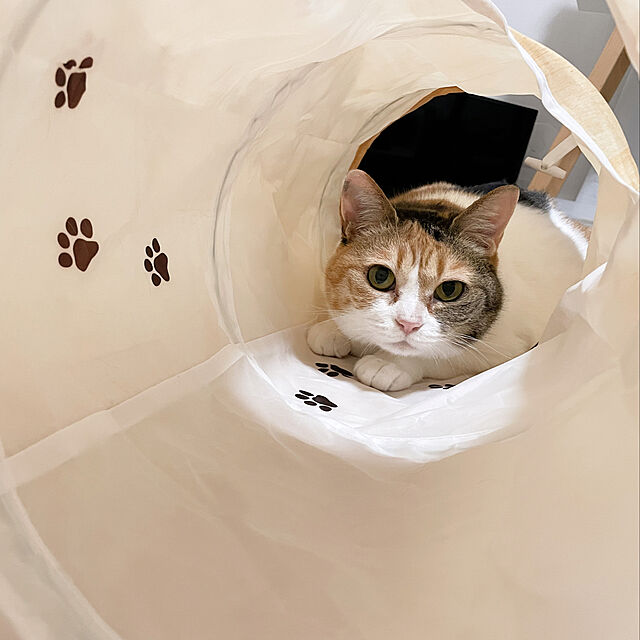 chix3の猫壱-猫壱（necoichi） キャットトンネルスパイラル 木目柄の家具・インテリア写真