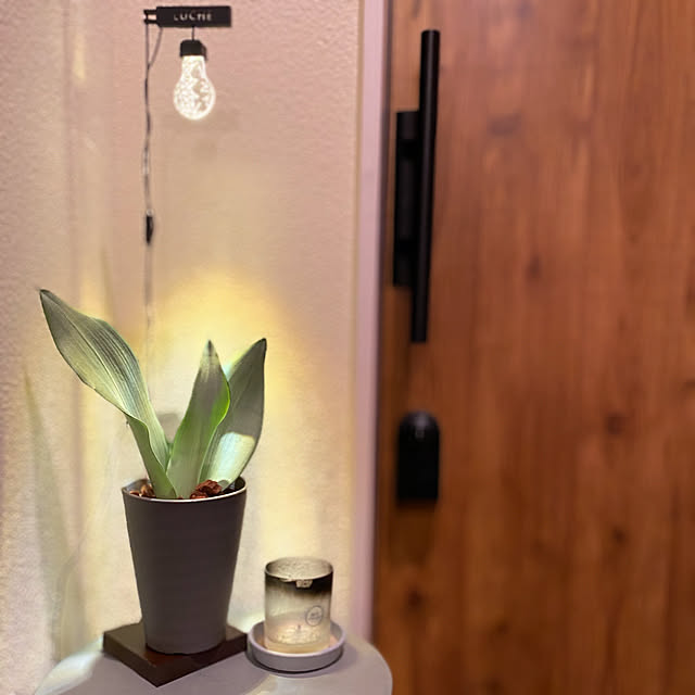 Tomokoの-めざましテレビ 植物用LEDライト ルーチェ LUCHE Grow Light 照明 育成 栽培 42019 42020 42021 42022 42023 42026 42027 42283 【あす楽対応】の家具・インテリア写真