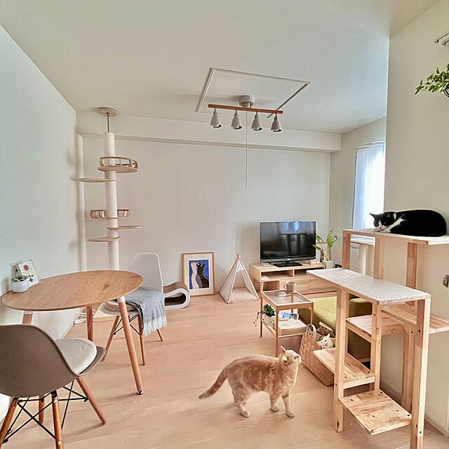 kiyomiの-キャットタワー 突っ張り 木製 大型猫 おしゃれ スリム 猫タワー SUMIKA 突っ張り型木製キャットタワー (ハイエンドモデル)の家具・インテリア写真