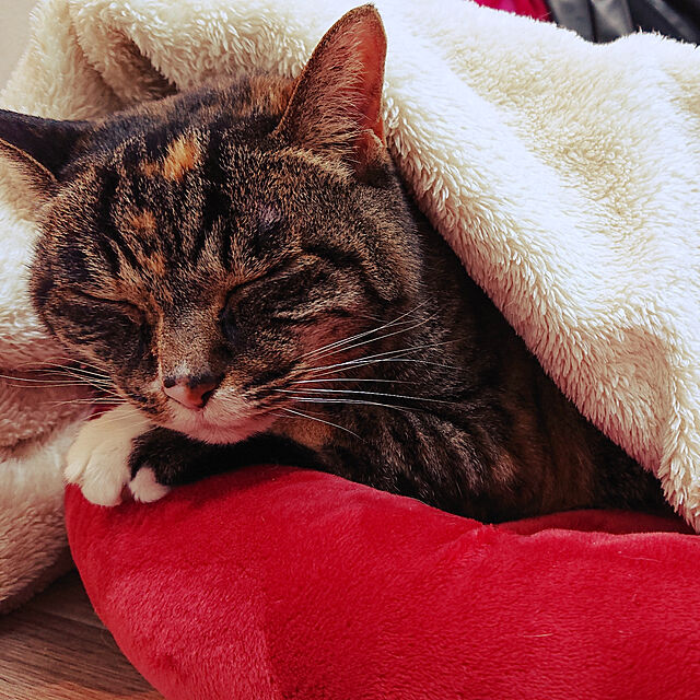 Carrieの-マイクロファイバーホットマット ラウンドベッド 猫 ベッド 猫用 秋冬用 ペット 洗える【特箱】の家具・インテリア写真