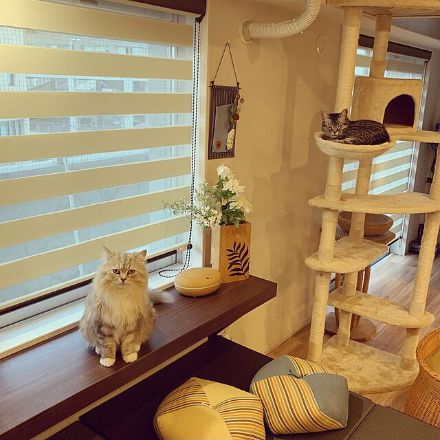 akimamのアイリスオーヤマ(IRIS OHYAMA)-キャットタワー 突っ張り 隠れ家付き トンネル 爪とぎ 省スペース 猫タワー スリム 多頭飼いの家具・インテリア写真
