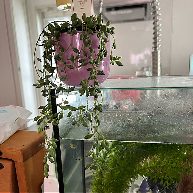 junonのパリジェンヌ17-グリーンネックレス 多肉植物の家具・インテリア写真