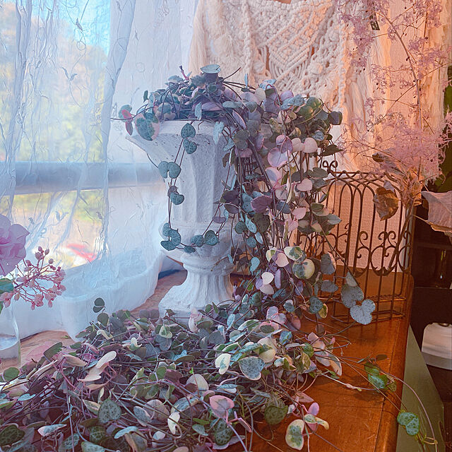 Tenの-※ハートカズラ レディハート（6号吊り）【人気】多肉植物の家具・インテリア写真