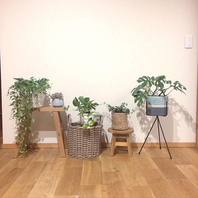 kunkunの-姫モンステラと陶器の鉢カバー。アイアンスタンドのSET（今月の植物）の家具・インテリア写真