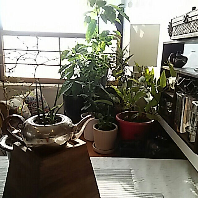 spinetailの-Aグレード苗♪ 《イランイランの木 6号鉢》希少熱帯植物 魅惑の香り 送料無料の家具・インテリア写真
