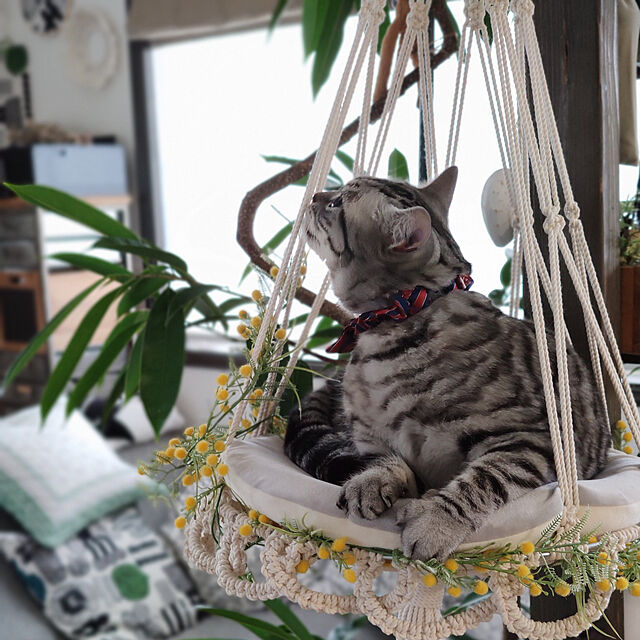 hiro3のエクスナレッジ-結んでつくるマクラメの猫ハンモックの家具・インテリア写真