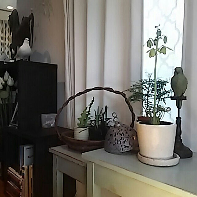 spinetailの-★PUEBCO（プエブコ）鳥　 Dove鳩（ハト）　150　剥製のようなリアルさ雑貨通販【RCP】の家具・インテリア写真