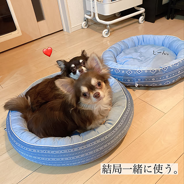 LOVEchanのニトリ-犬・猫用ペットベッド Ｍ(Nクール o-i マル BL M) の家具・インテリア写真