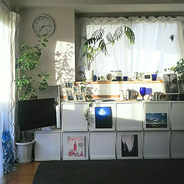 F.M.の-（観葉植物）エバーフレッシュ　４号（１鉢）の家具・インテリア写真