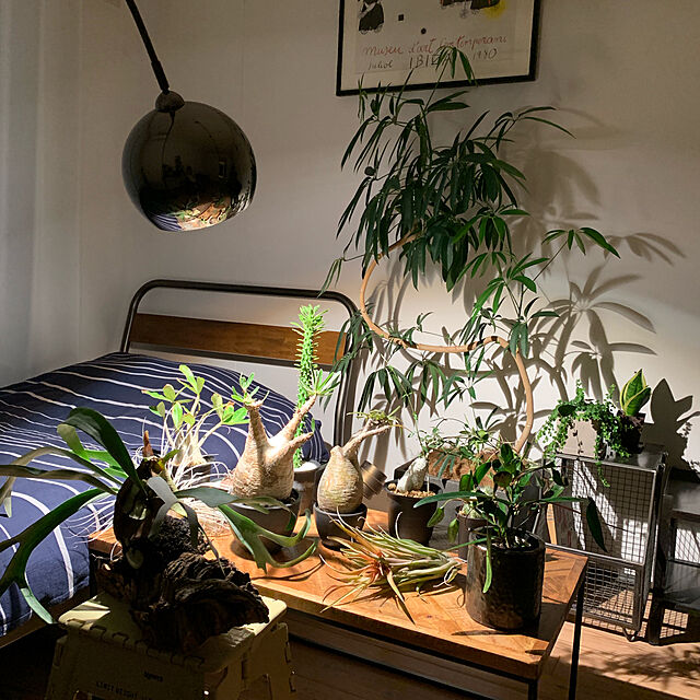 SUZUQNETのBARREL-【植物育成LED SUN-20W-W】の家具・インテリア写真