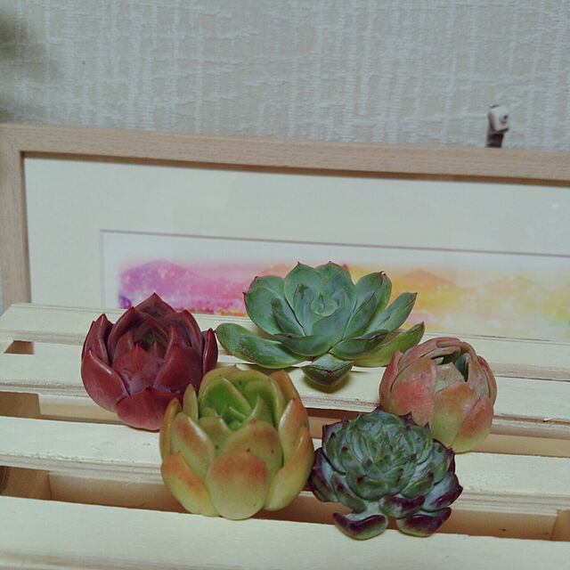 mymの-多肉植物　エケべリア　シャーロットの家具・インテリア写真