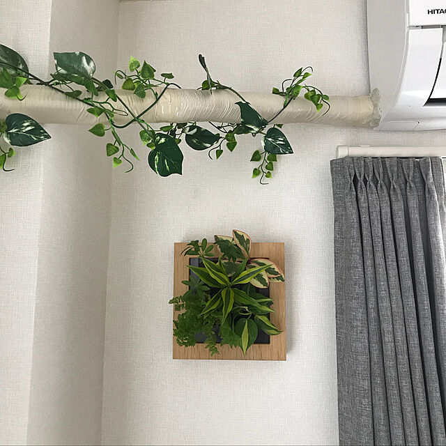 fumiの-土を使わない壁掛け観葉植物 　　　　　　　　　　　　　　　　ミドリエFRAME木目調ナチュラル17Y4の家具・インテリア写真