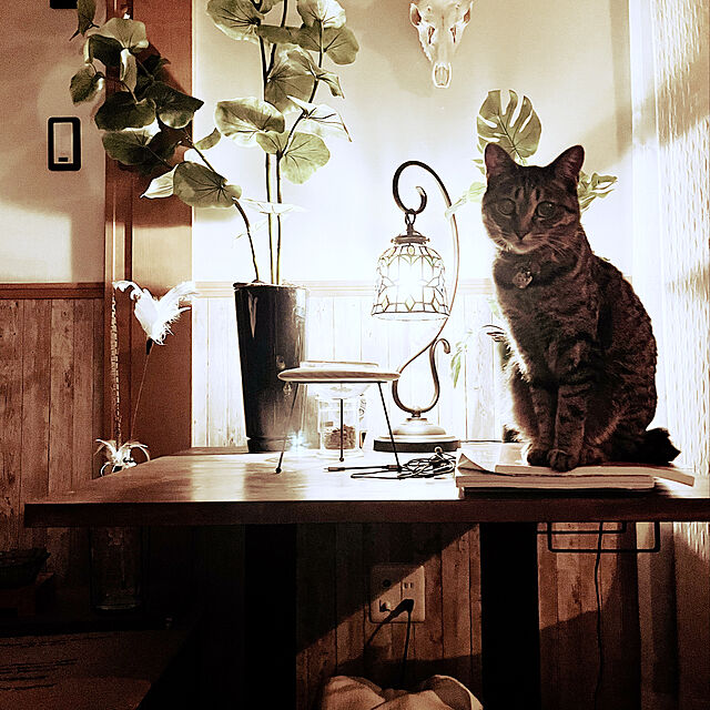 Mの-猫 食器 ごはん皿 MYZOO マイズー Outerspace アウタースペース ペットフードボウルスタンド 【メッセージカード対応】 猫 キャットステップ キャットウォーク 壁付け 壁掛け ブラック シンプル MY ZOO 北欧 【あす楽】の家具・インテリア写真