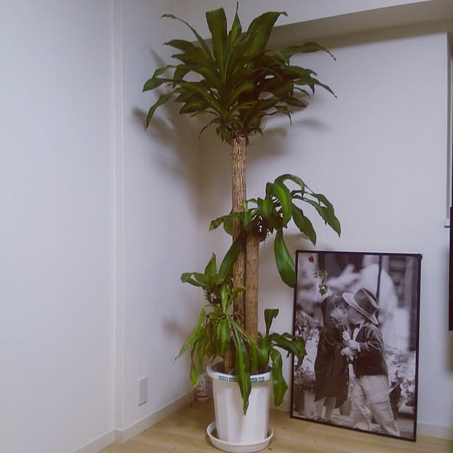 写真付きレビュー アジアンファーム 花言葉は幸福 ドラセナ マッサンゲアナ 幸福の木 170センチ前後 10号プラ鉢 鉢カバー別売り の通販商品 口コミ情報 Roomclipショッピング