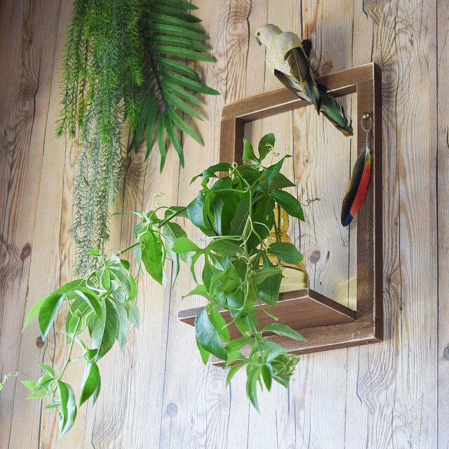 kyororiの-壁掛け花瓶置き(観葉植物も置けます)の家具・インテリア写真