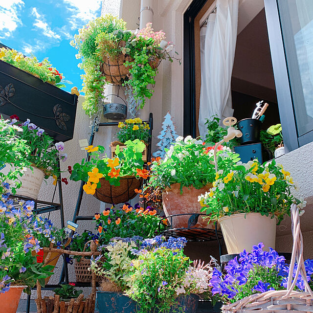 Tenの-【50円！】ビオラ　ソルベXP　イエロー　9センチポット苗（花付き）　花壇や寄せ植えに♪の家具・インテリア写真