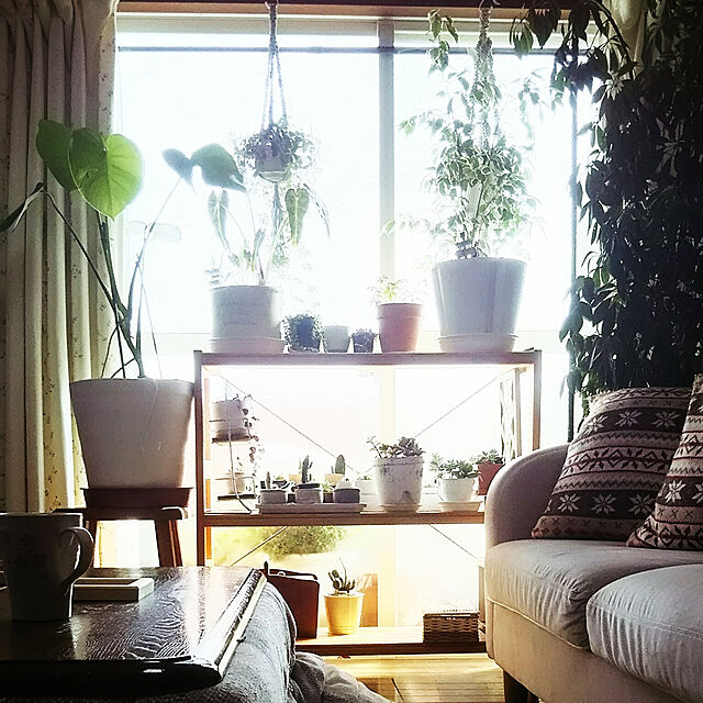 naopyiの-観葉植物 送料無料 ベンジャミン おまけつき インテリア かわいい 6寸の家具・インテリア写真