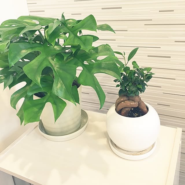 写真付きレビュー 送料無料 選べる おしゃれ 観葉植物 ミニ 幸福をもたらす精霊が住む木 ガジュマルの木 鉢植え インテリア ギフト 誕生日プレゼント 男性 女性 祖父 母 父 定年 退職祝い お祝い お誕生日 がじゅまる 贈り物 新築祝い 引越し祝い 友人 開店祝い 即日