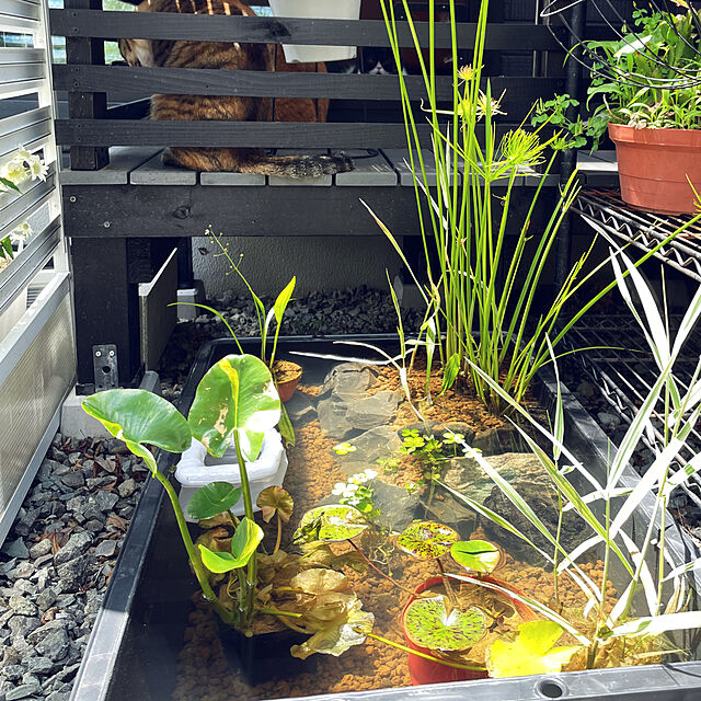 jijicoの-（ビオトープ）水辺植物　河骨　斑入りコウホネ（１ポット）　浮葉植物の家具・インテリア写真