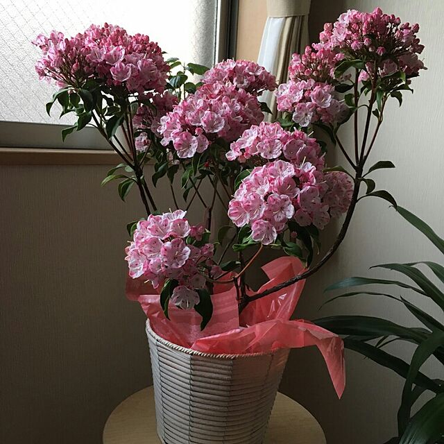 maimeの-鉢花：カルミア*アメリカシャクナゲ（5号）【品種選べます】 (オスボレット)の家具・インテリア写真
