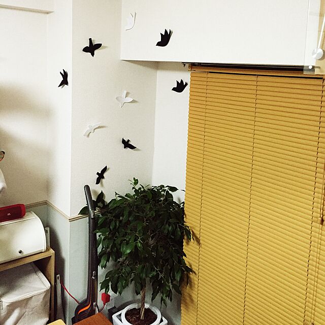 Yasuhisaの胡蝶蘭ビズ-胡蝶蘭ビズ 観葉植物 ベンジャミン 8号 G-BE-08の家具・インテリア写真