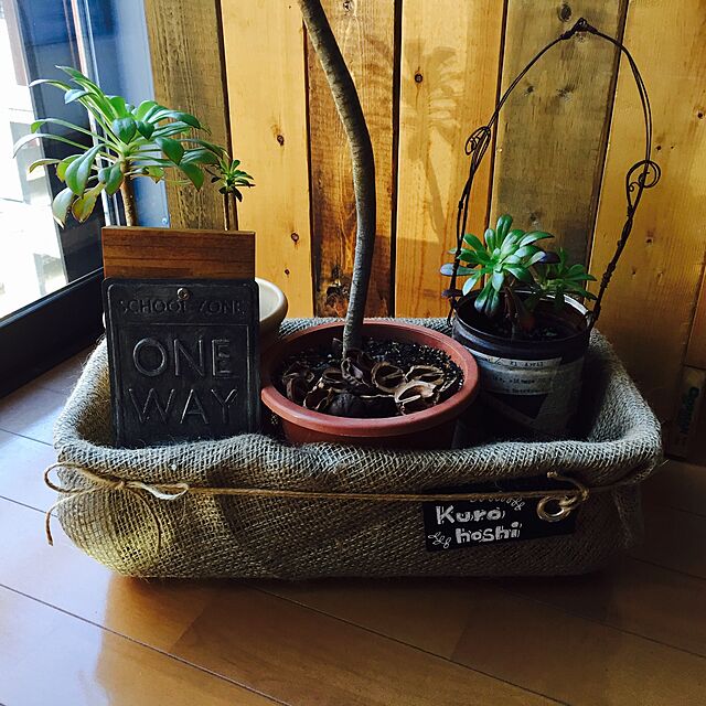 katsueの-多肉植物：アエオニウム　ミニ黒法師*幅10cmの家具・インテリア写真