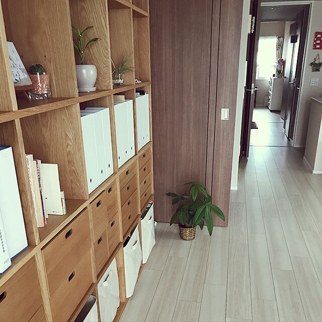 mimiの-（観葉植物）エアープランツ（品種おまかせ）（3株）【HLS_DU】の家具・インテリア写真
