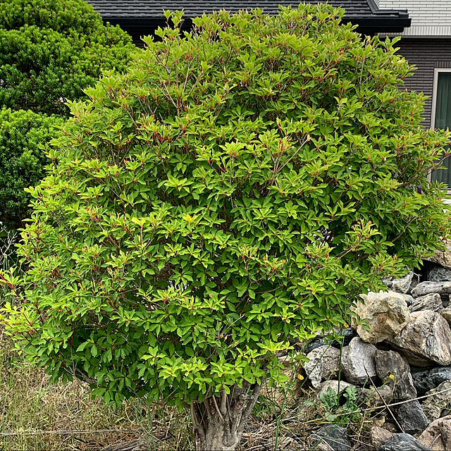 masumi0503の-ドウダンツツジ 0.4m15cmポット 1本 1年間枯れ保証 春に花が咲く木の家具・インテリア写真