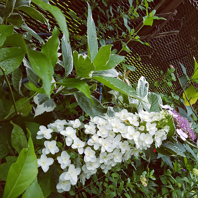 写真付きレビュー 母の日 父の日 23 アジサイ カシワバアジサイ 送料無料 鉢植え 柏葉アジサイ ギフト スノーフレーク あじさい 柏葉紫陽花 紫陽花 アジサイ 西洋アジサイ ガクアジサハイドランジア 花ギフト ポイント消化 100円 300円 500円の通販商品 口コミ