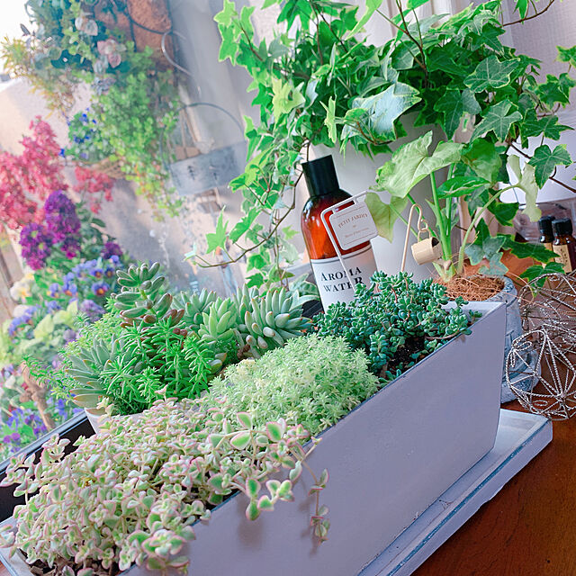 Tenの-シンゴニウム ホワイトバタフライ オアシス苗 観葉植物 ハイドロカルチャー 水耕栽培 インテリアグリーンの家具・インテリア写真