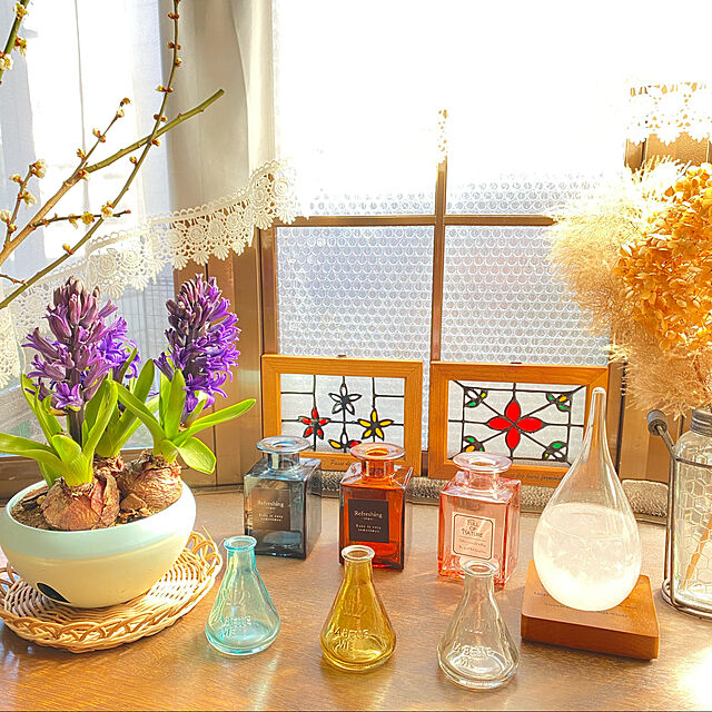 miporinの-ヒヤシンス 3球植え 4号ポット 3色植えヒアシンス 香り 鉢花 花苗 球根の家具・インテリア写真
