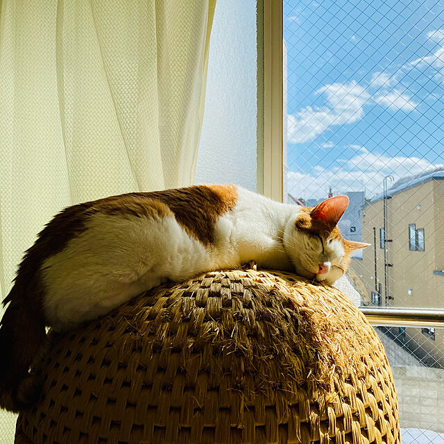 YUKAの-【ふるさと納税】猫ちぐら(大・マット付)【1085624】の家具・インテリア写真