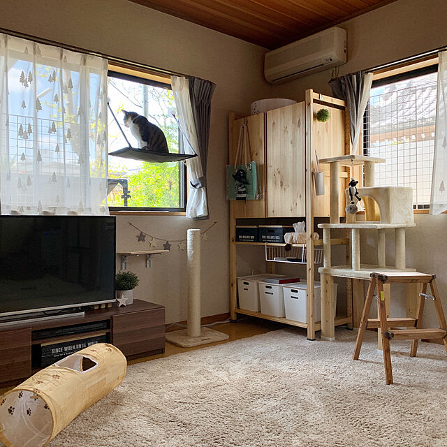 h0a4r1u3chiの猫壱-猫壱(necoichi)バリバリボウル ライトブラウンの家具・インテリア写真