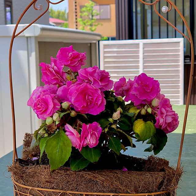 写真付きレビュー 良品花壇苗 秋山さんの八重咲きインパチェンスピンクアロマ10 5cmポット苗の通販商品 口コミ情報 Roomclipショッピング